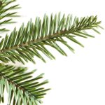 Alpine Fir® Tree