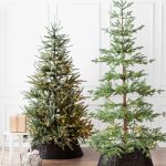 Alpine Fir® Tree