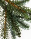 California Baby Redwood® Flip Tree®