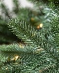 Biltmore® Spruce