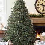 Classic Blue Spruce®