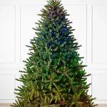 Classic Blue Spruce®