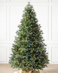 Saratoga Spruce® Tree