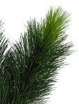 Scotch Pine