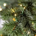 Yukon Spruce®